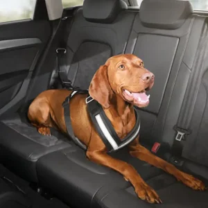 Audi Hundeschutzgurt Original Schutzgurt Rücksitzbank Hundegurt Gurt Hund Direktkauf