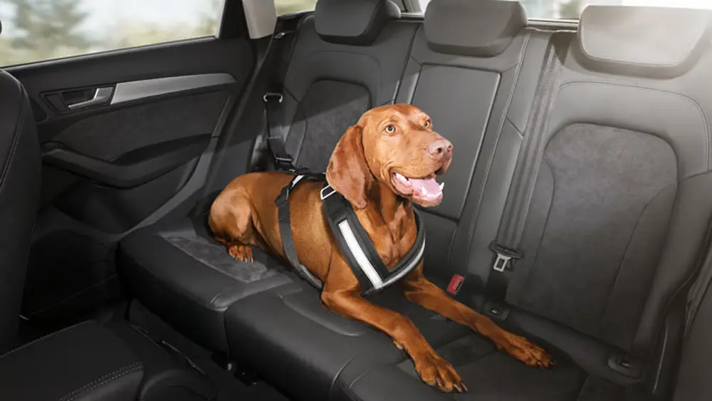 Audi Hundeschutzgurt Original Schutzgurt Rücksitzbank Hundegurt Gurt Hund Direktkauf